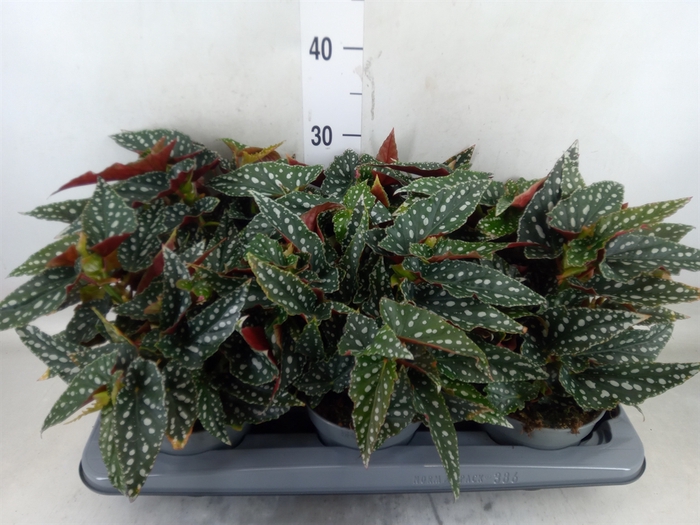 <h4>Begonia BD mac. 'Spotlight Green'</h4>