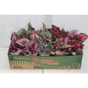 BEGONIA BELEAF P11 PO