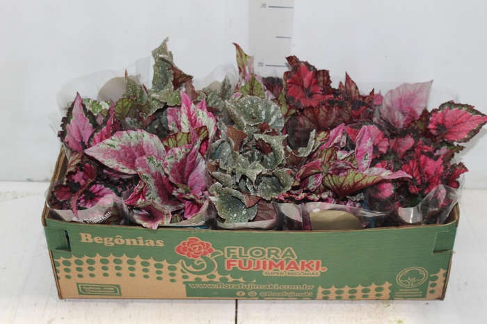 <h4>BEGONIA BELEAF P11 PO</h4>