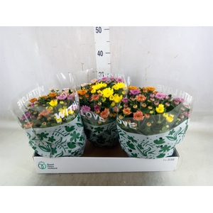 Chrysanthemum  'Elixer'