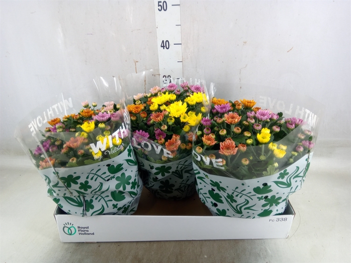 <h4>Chrysanthemum  'Elixer'</h4>