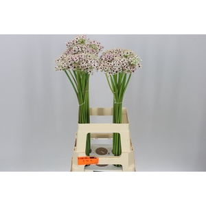 Allium Silverspring