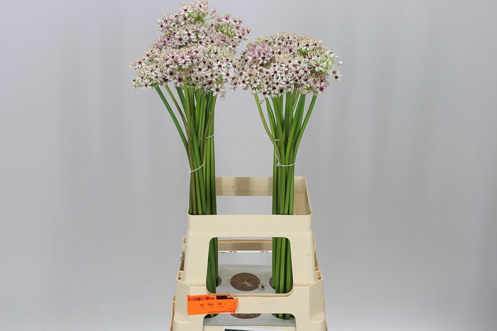 <h4>Allium Silverspring</h4>