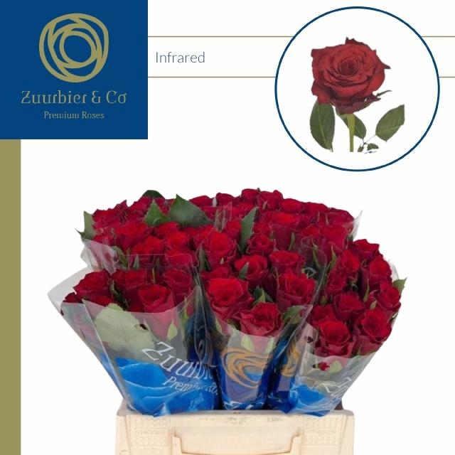 <h4>R GR INFRARED</h4>