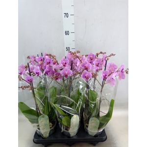 Phalaenopsis multi.   ...rose