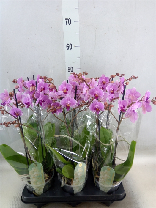 <h4>Phalaenopsis multi.   ...rose</h4>