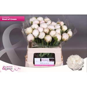Paeonia Bowl Of Cream