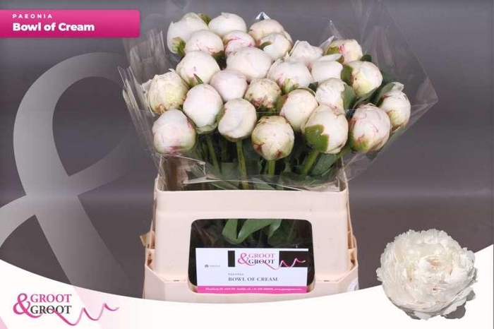 <h4>Paeonia Bowl Of Cream</h4>