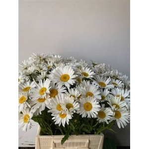 FREILAND MARGRIET NL