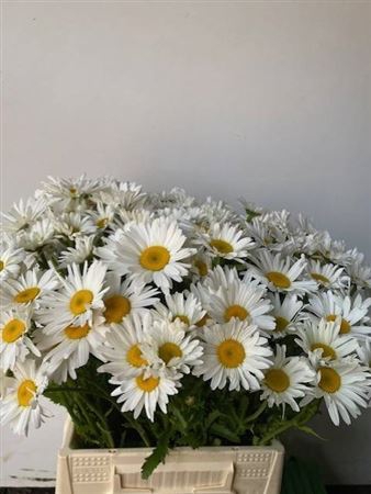 <h4>FREILAND MARGRIET NL</h4>