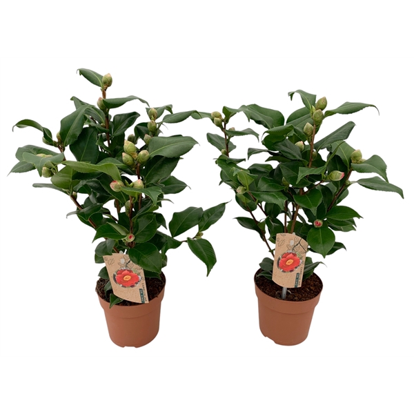 <h4>Camellia Dr King 10+ knoppen</h4>