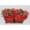 Hypericum Sweet Romance