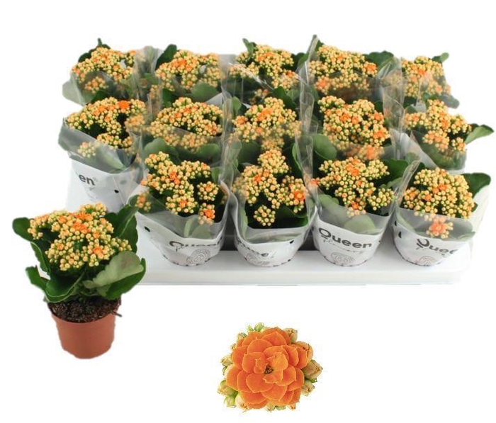 <h4>Kalanchoe 'RoseFlow Agnes'</h4>