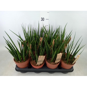 Sansevieria  'Fernwood'