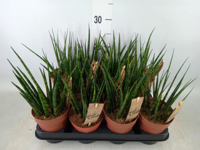 <h4>Sansevieria  'Fernwood'</h4>