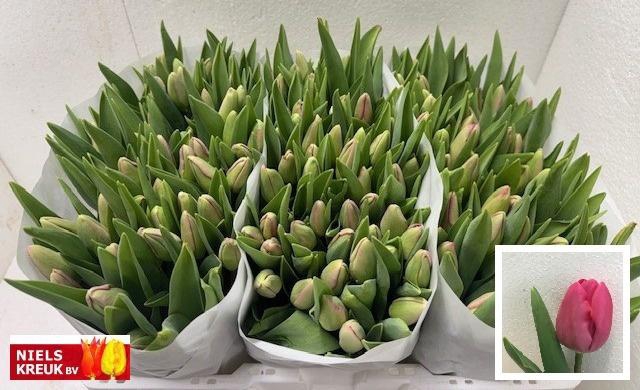 <h4>TU EN CAROLA</h4>