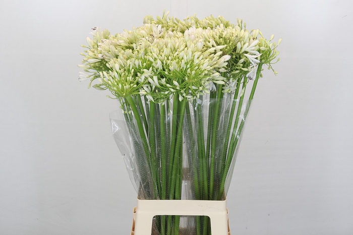 <h4>Agapanthus White Heaven</h4>