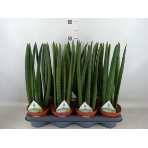 Sansevieria cyl.  ...
