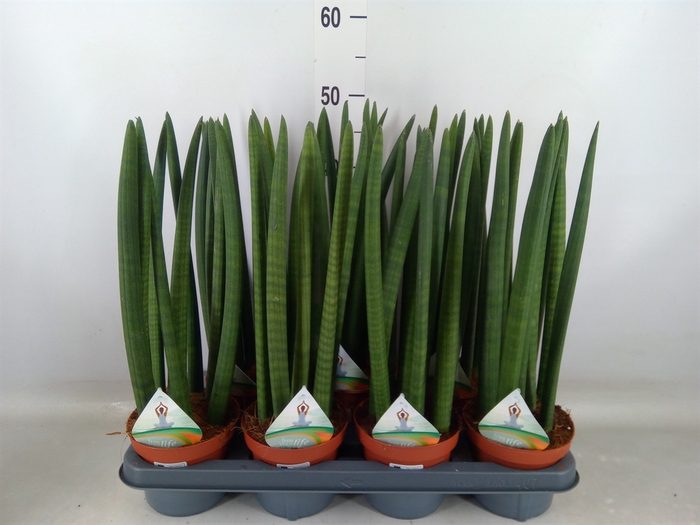 <h4>Sansevieria cyl.  ...</h4>