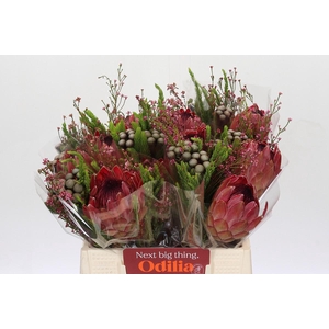 BQ Protea Silvia SFB