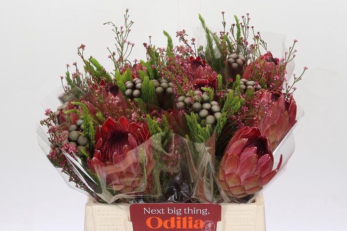 BQ Protea Silvia SFB