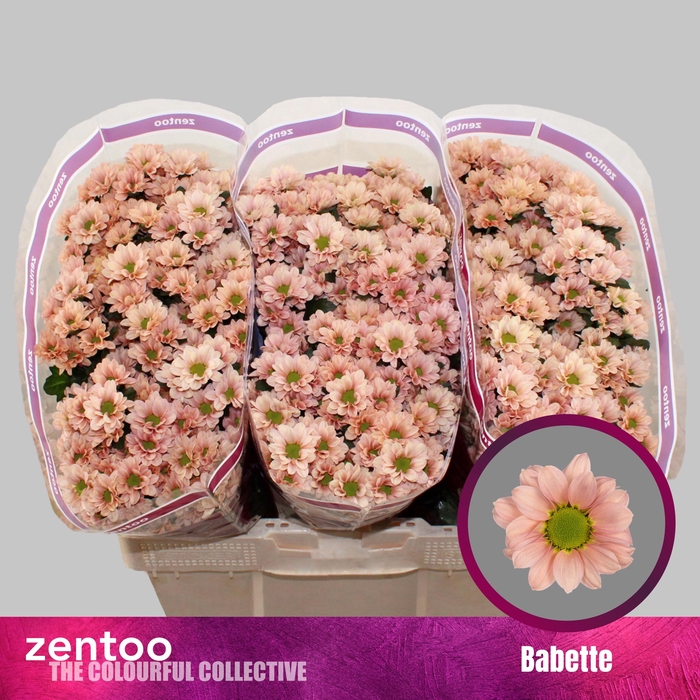 <h4>CHR S BABETTE</h4>