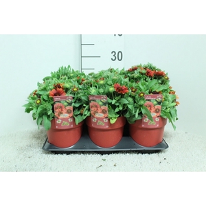 Gaillardia   ...