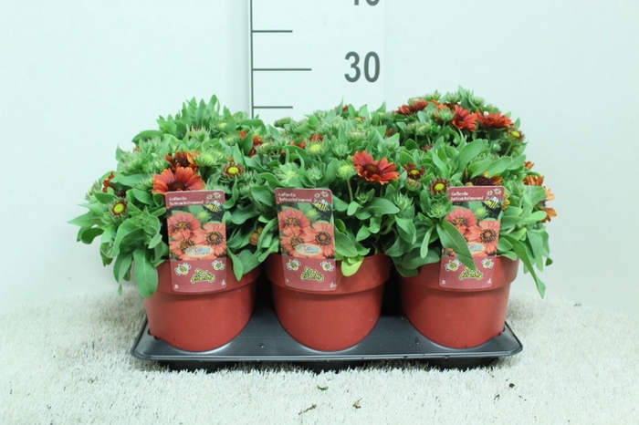 <h4>Gaillardia   ...</h4>