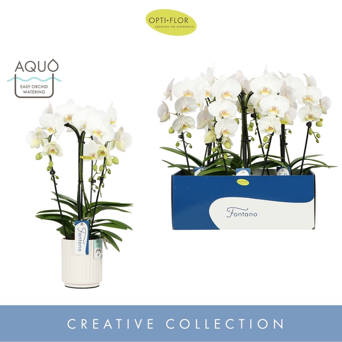 Phalaenopsis wit meer takken
