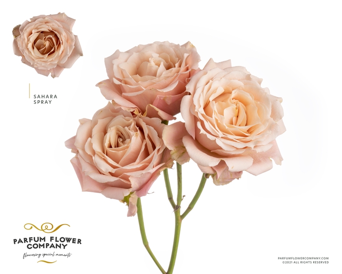 Rosa Spray Sahara Sensation