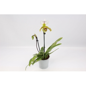Paphiopedilum Leeanum 2 tak 12 cm