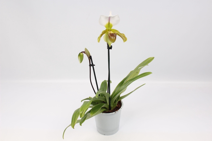 <h4>Paphiopedilum Leeanum 2 tak 12 cm</h4>