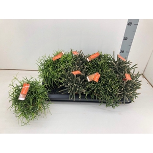 Rhipsalis mixed (Cites) 12Ø 20cm