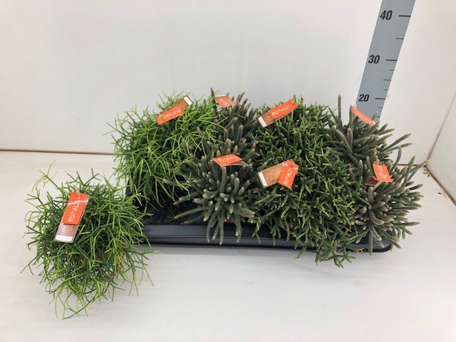 Rhipsalis mixed (Cites) 12Ø 20cm