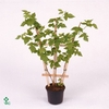 Rubus id. Malling Promise