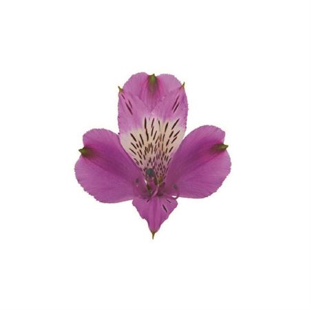 <h4>Alstr Galaxy ( Lavendel )</h4>