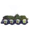 Thymus citriodorus