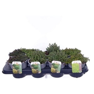 Thymus citriodorus