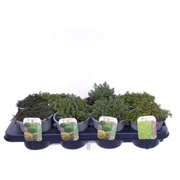 <h4>Thymus citriodorus</h4>