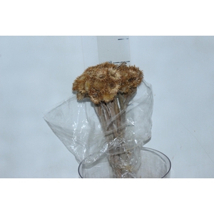 PLANTA SECA CARA DE CORUJA LARANJA 40CM