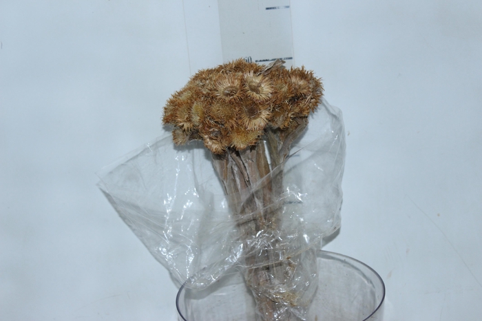 <h4>PLANTA SECA CARA DE CORUJA LARANJA 40CM</h4>