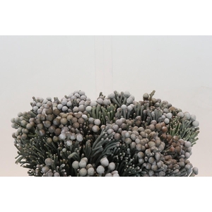 Kaaps Groen Silver Brunia