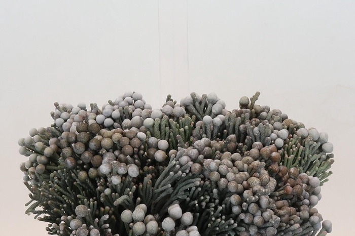 <h4>Kaaps Groen Silver Brunia</h4>