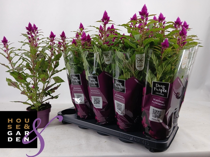 <h4>CEL DEEP PURPLE</h4>