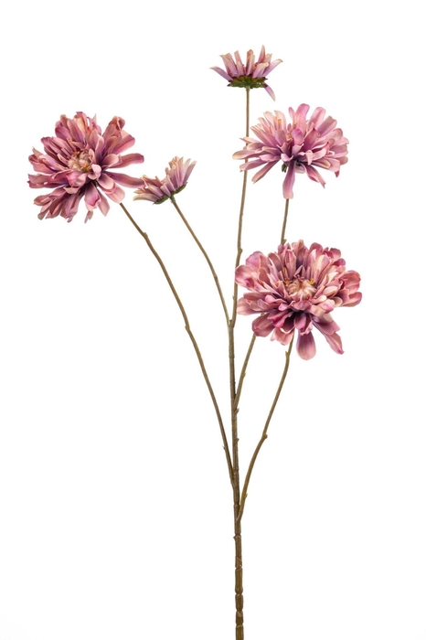 <h4>Zinnia spray pink 90cm</h4>