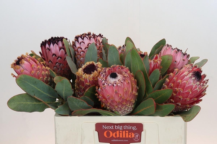 <h4>PROTEA MAGNIFICA</h4>