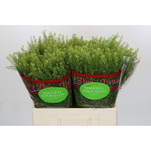 Lepidium Green Dragon