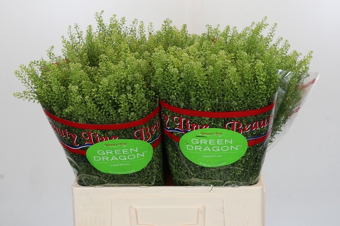 <h4>Lepidium Green Dragon</h4>