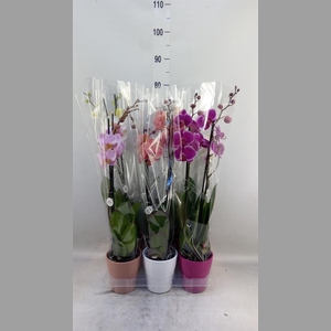 Phalaenopsis   ...mix