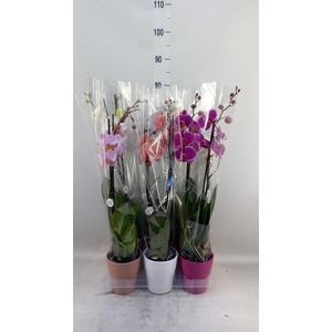Phalaenopsis   ...mix